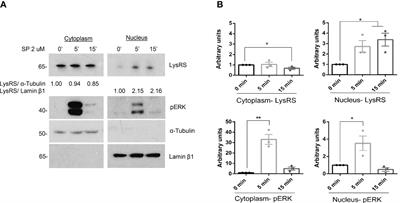 MRGPRX2 signaling involves the Lysyl-tRNA synthetase and MITF pathway